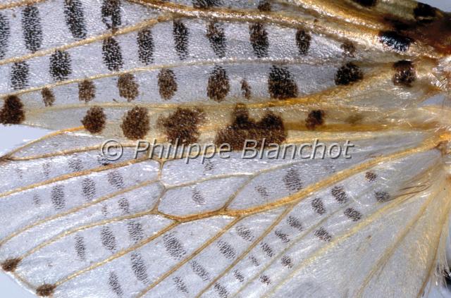 aile zeuzera pyrina.JPG - Gros plan, aile de Zeuzera pyrinaZeuzère du poirier ou CoquetteLeopard Moth wingLepidoptera, CossidaeFrance